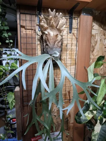ビカクシダ ウィリンキー