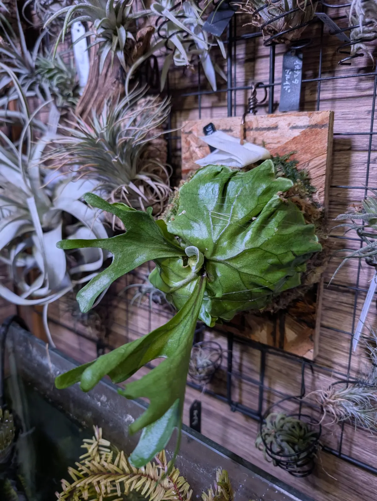 ビカクシダ　リドレイ