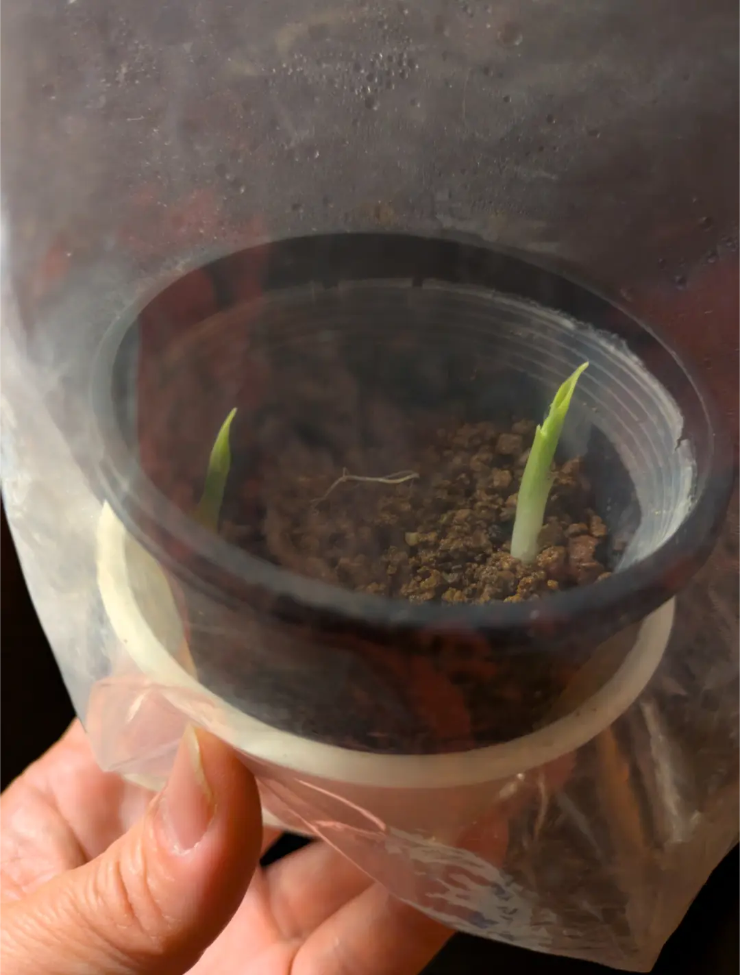 アロカシア·ニンジャ 芋