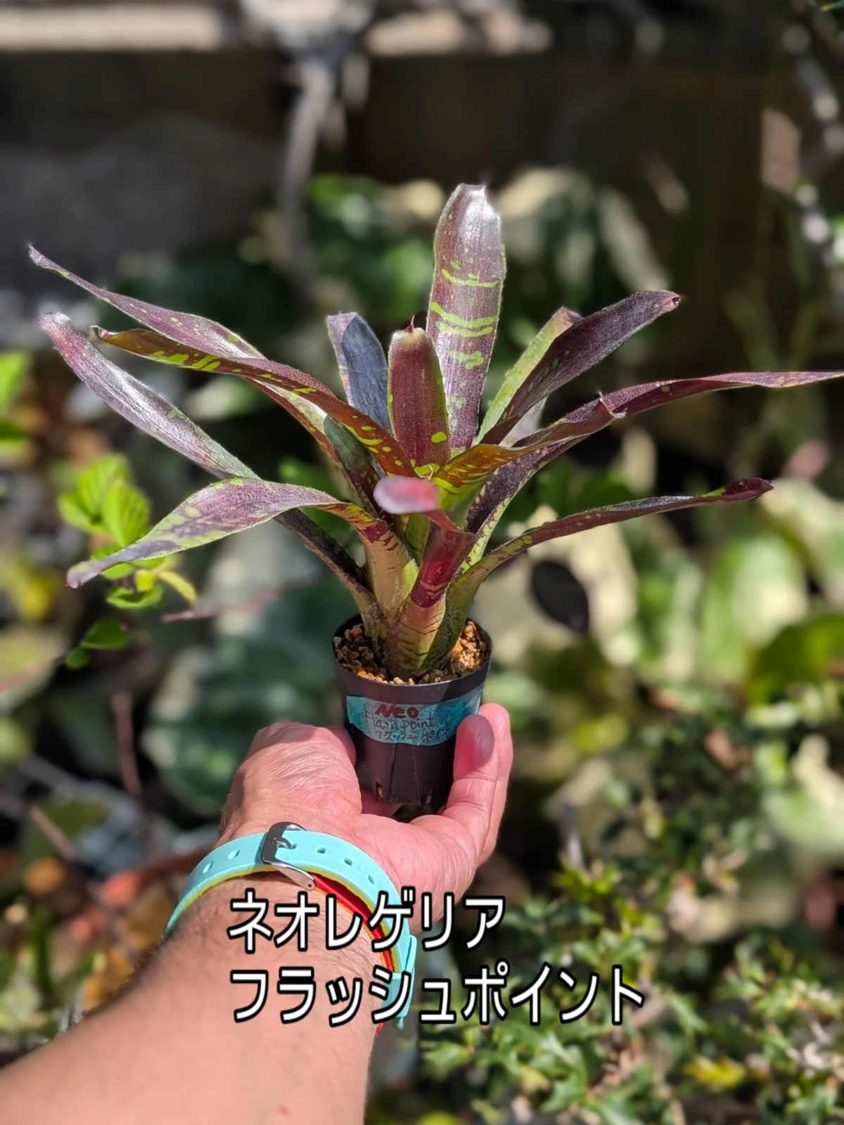 ネオレゲリア フラッシュポイント