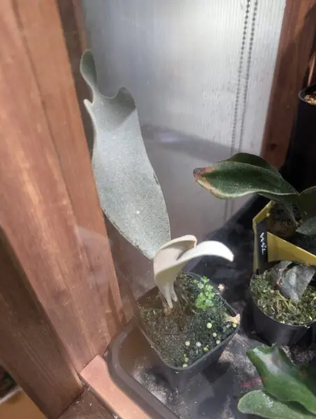 ビカクシダ セルソタツタ 首折れ