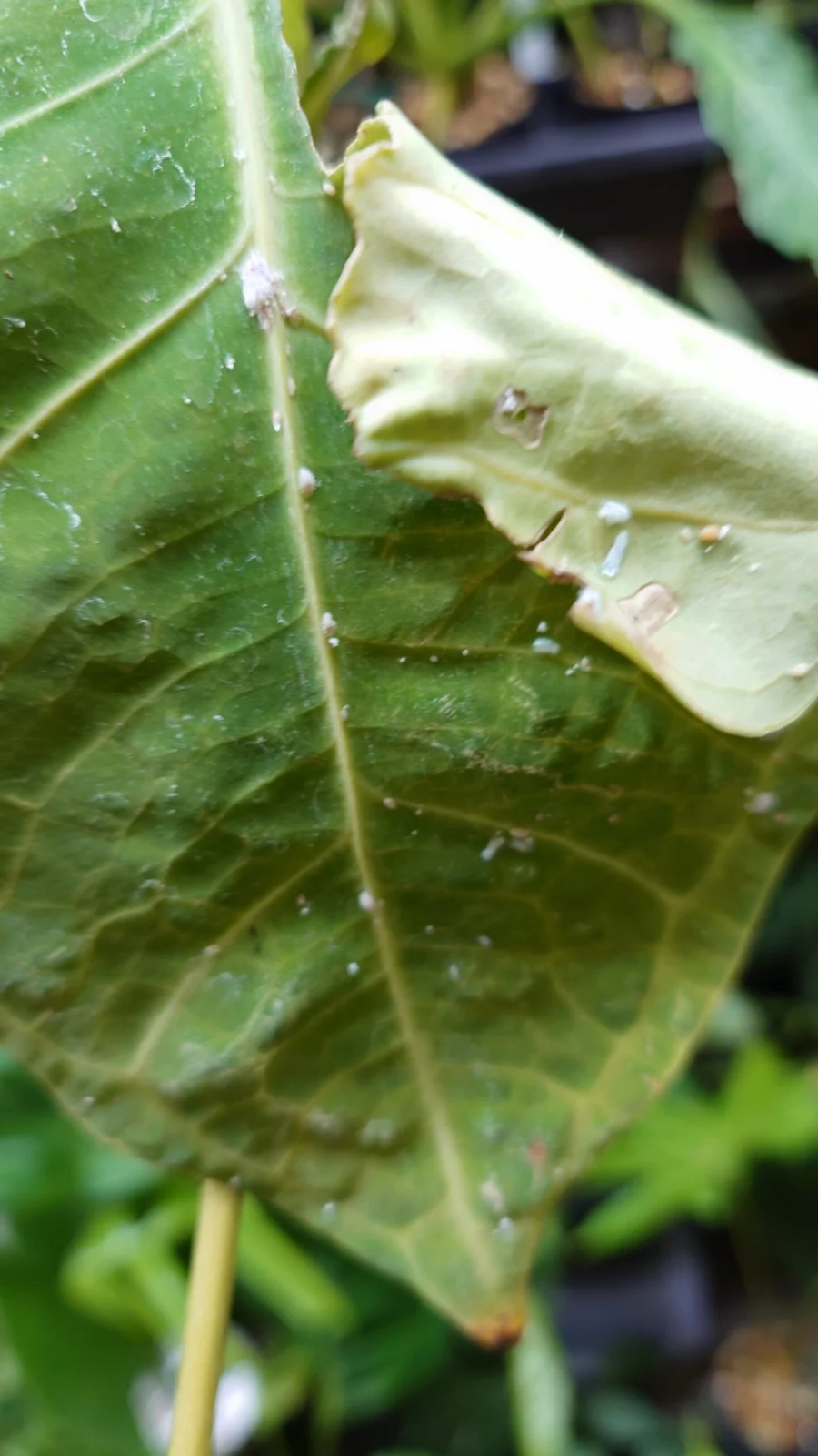 アンスリウム　レガレ　害虫