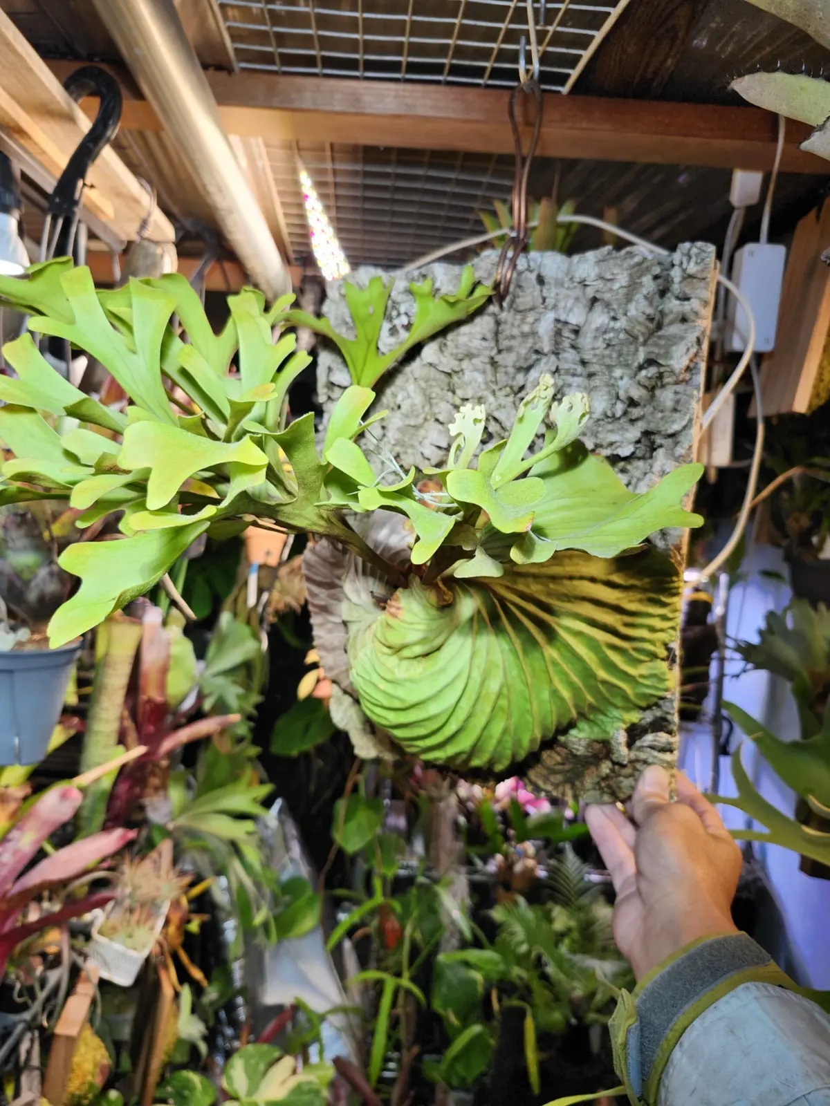 ビカクシダ　リドレイ　ワイルド