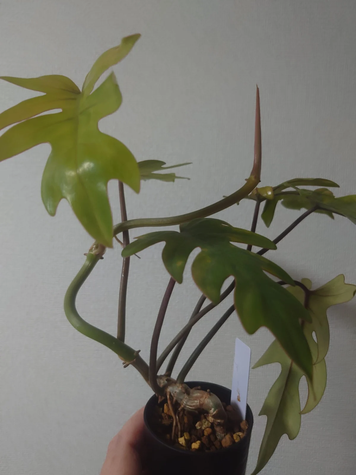 フィロデンドロン タンゴ