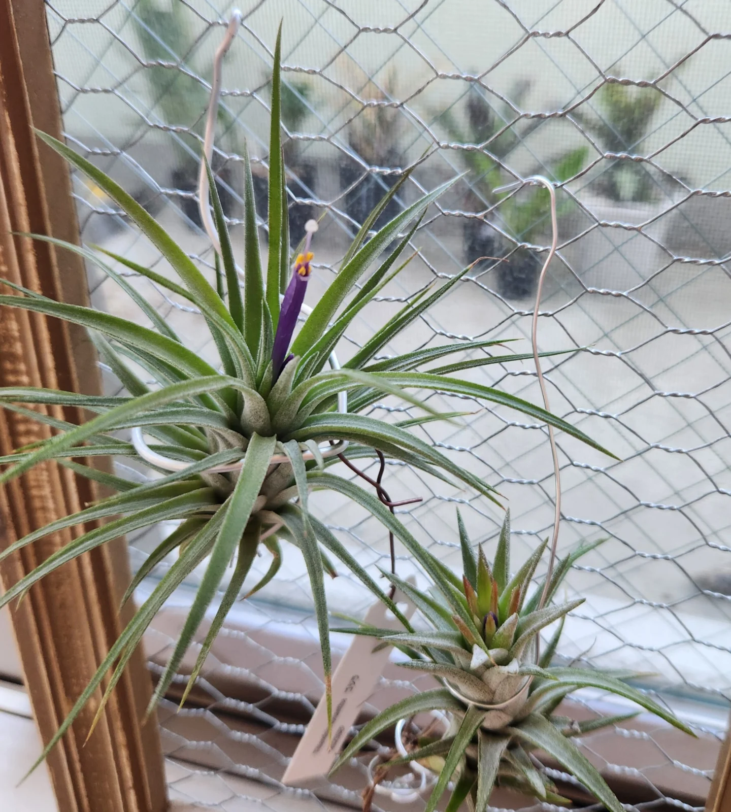 ティランジア　イオナンタ　ゴジラ