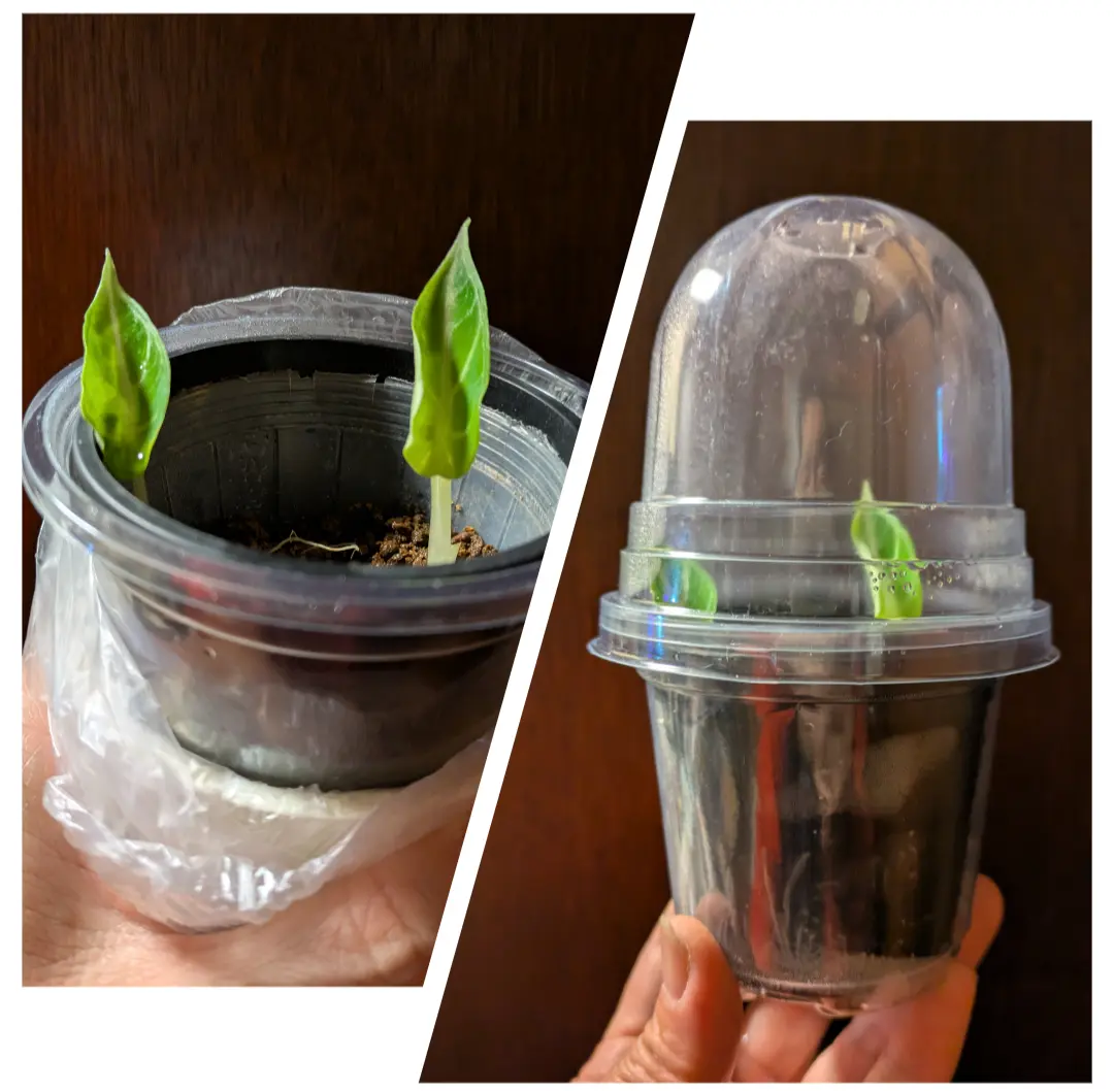 アロカシア·ニンジャ 芋