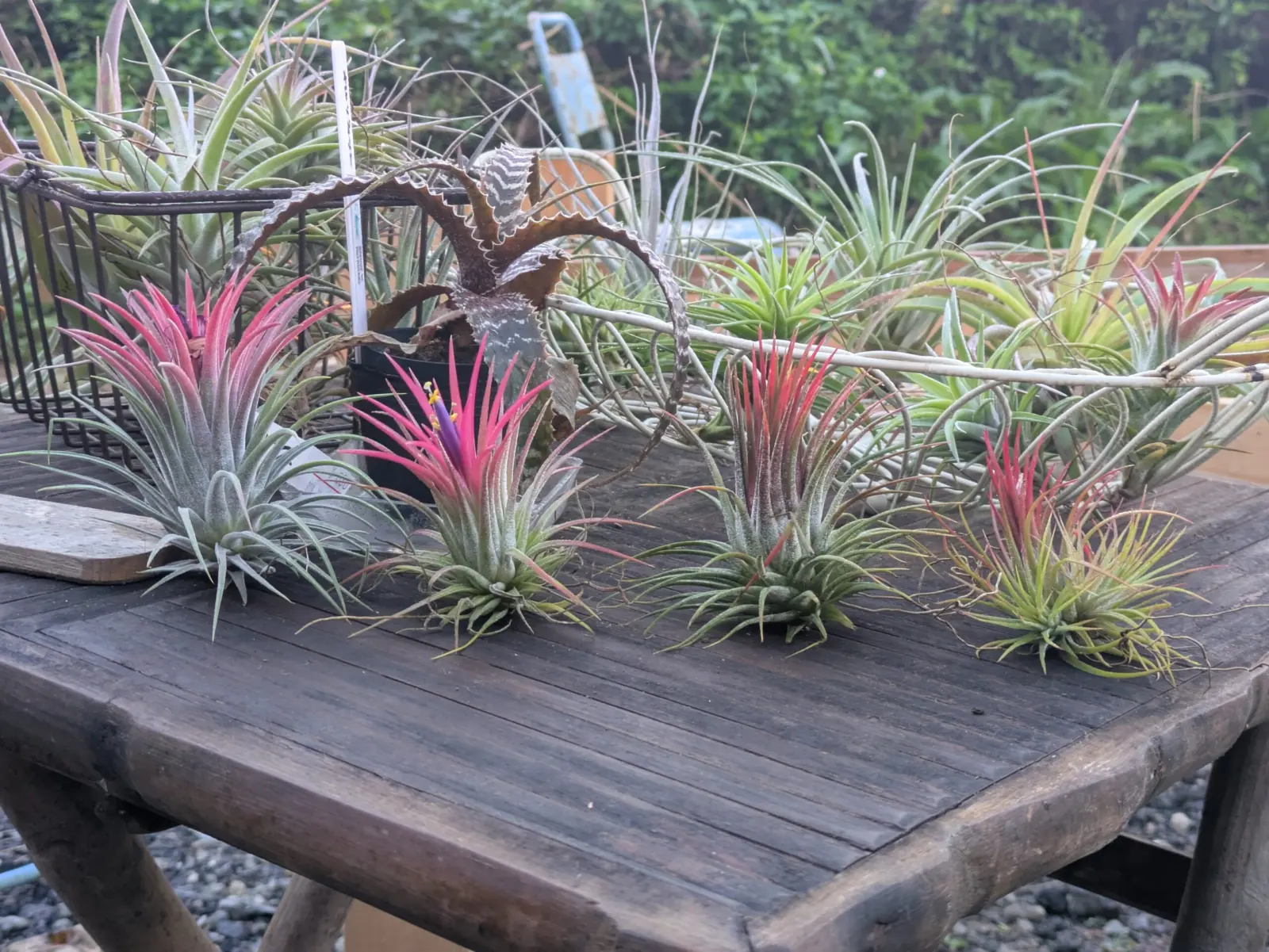 イオナンタ　謎ナンタ