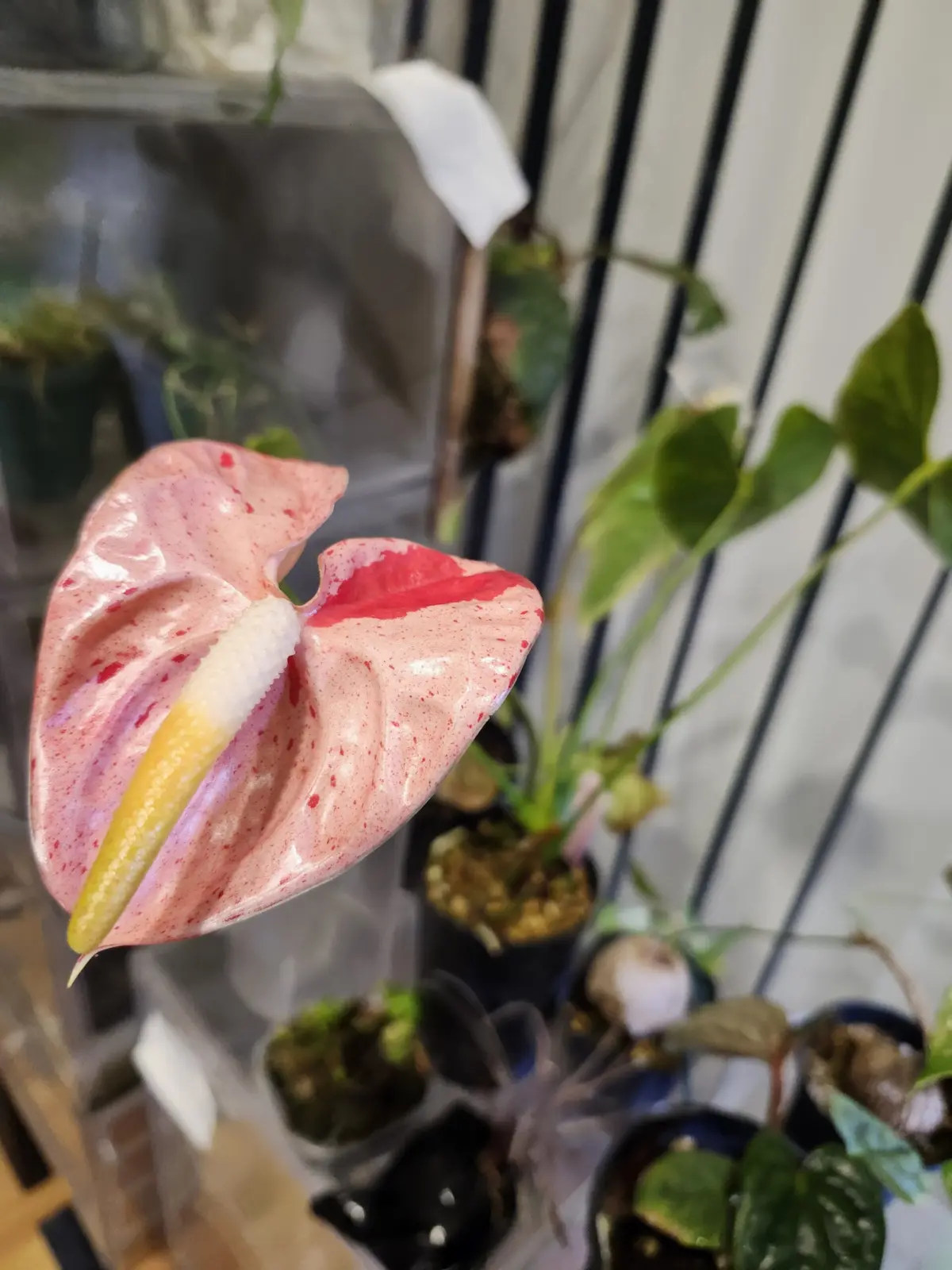 アンスリウム　シボリ