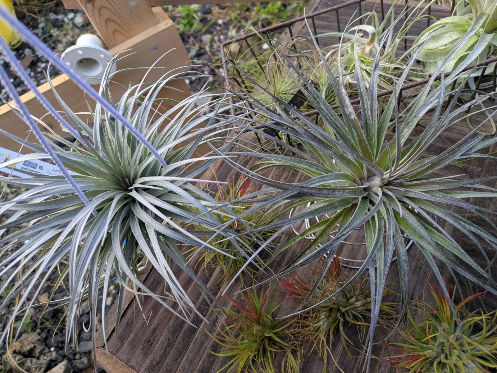 ティランジア　コットンキャンディとストリクタ　シルバーリーフ