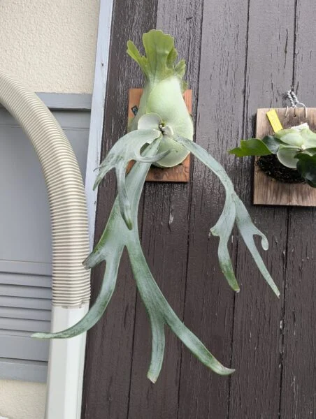 ビカクシダ　札落ち