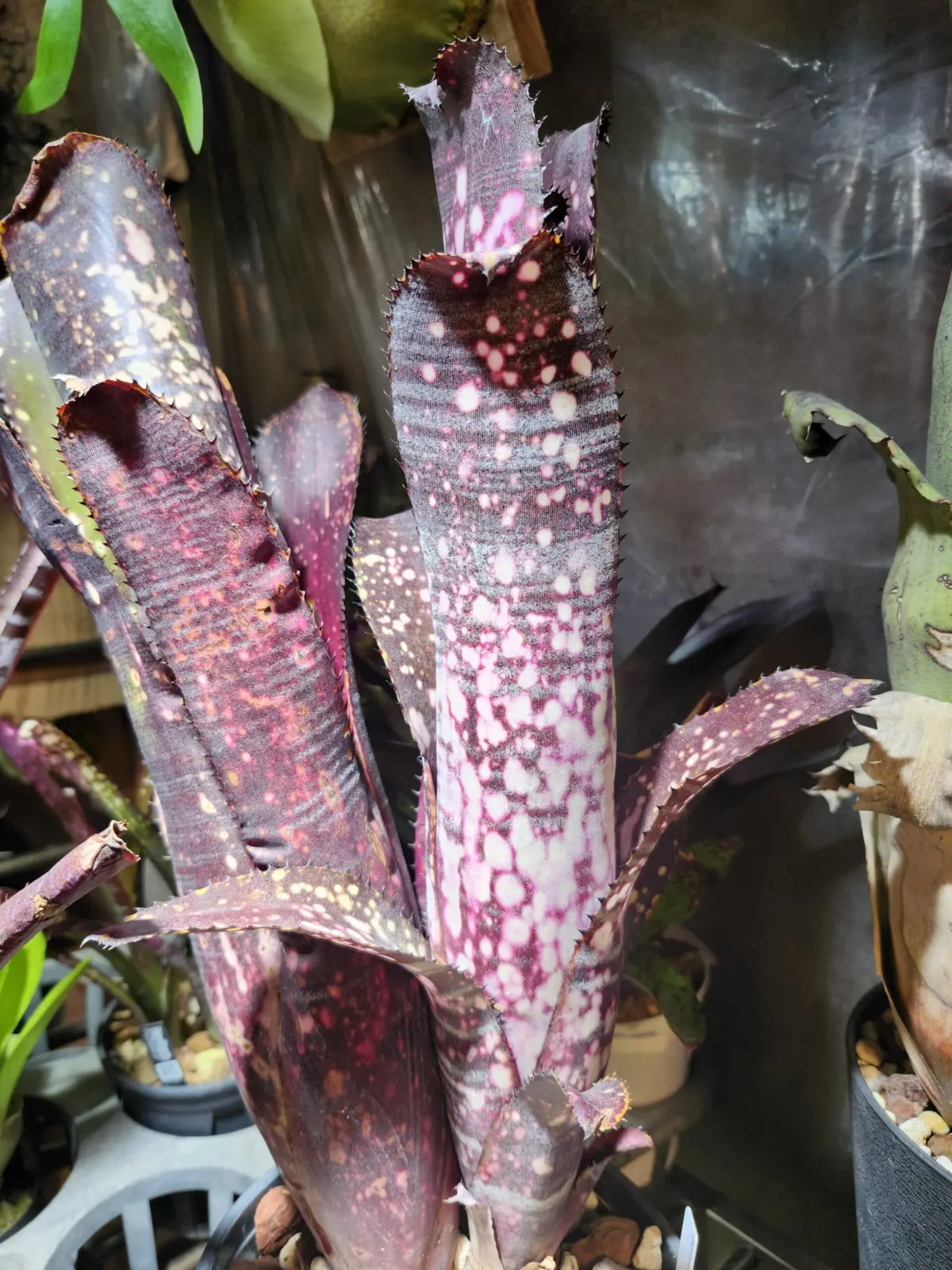 ビルベルギア　オビワン