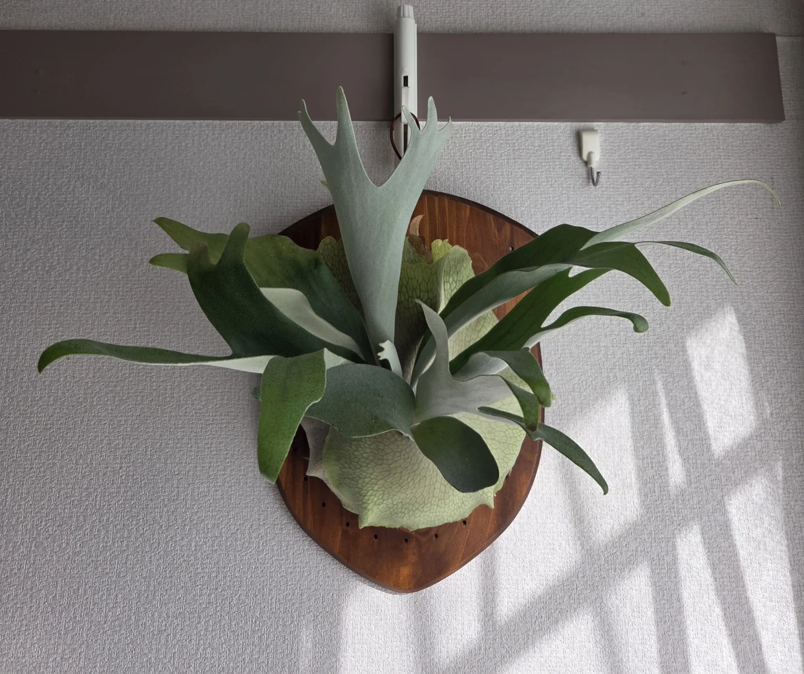 ビカクシダ ペガサス