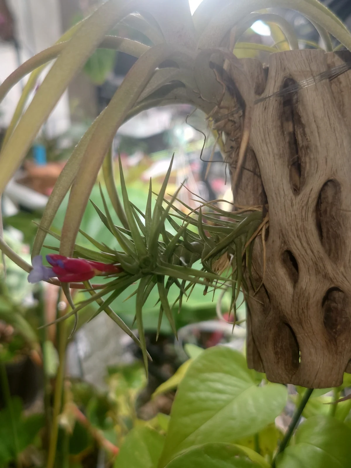 ティランジア　花