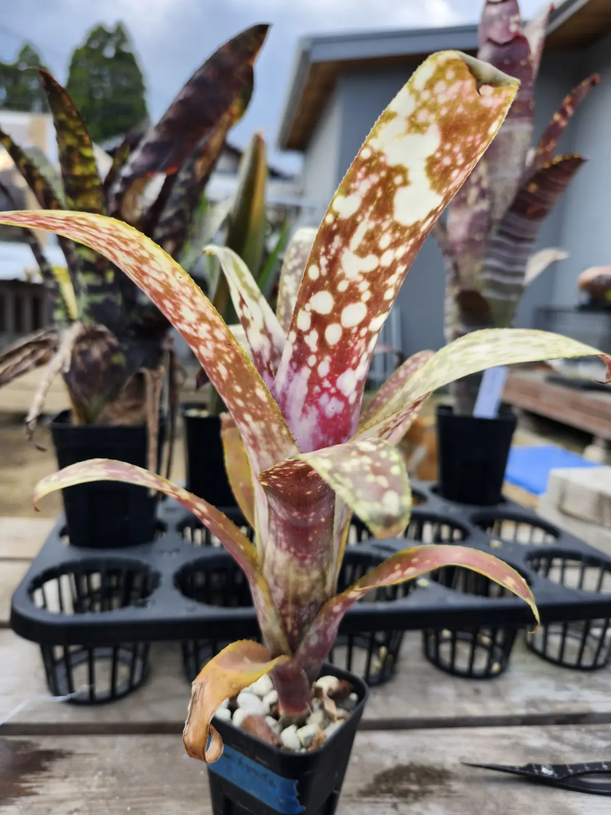 ビルベルギア　コーラン　ダイナスティー　実生