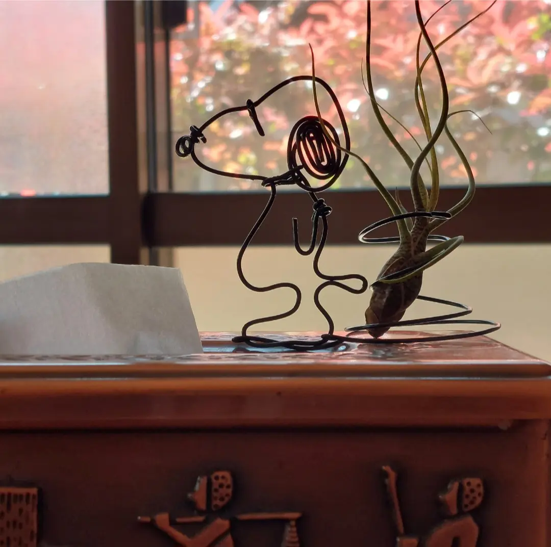 ティランジア　ブッツィーと針金工作