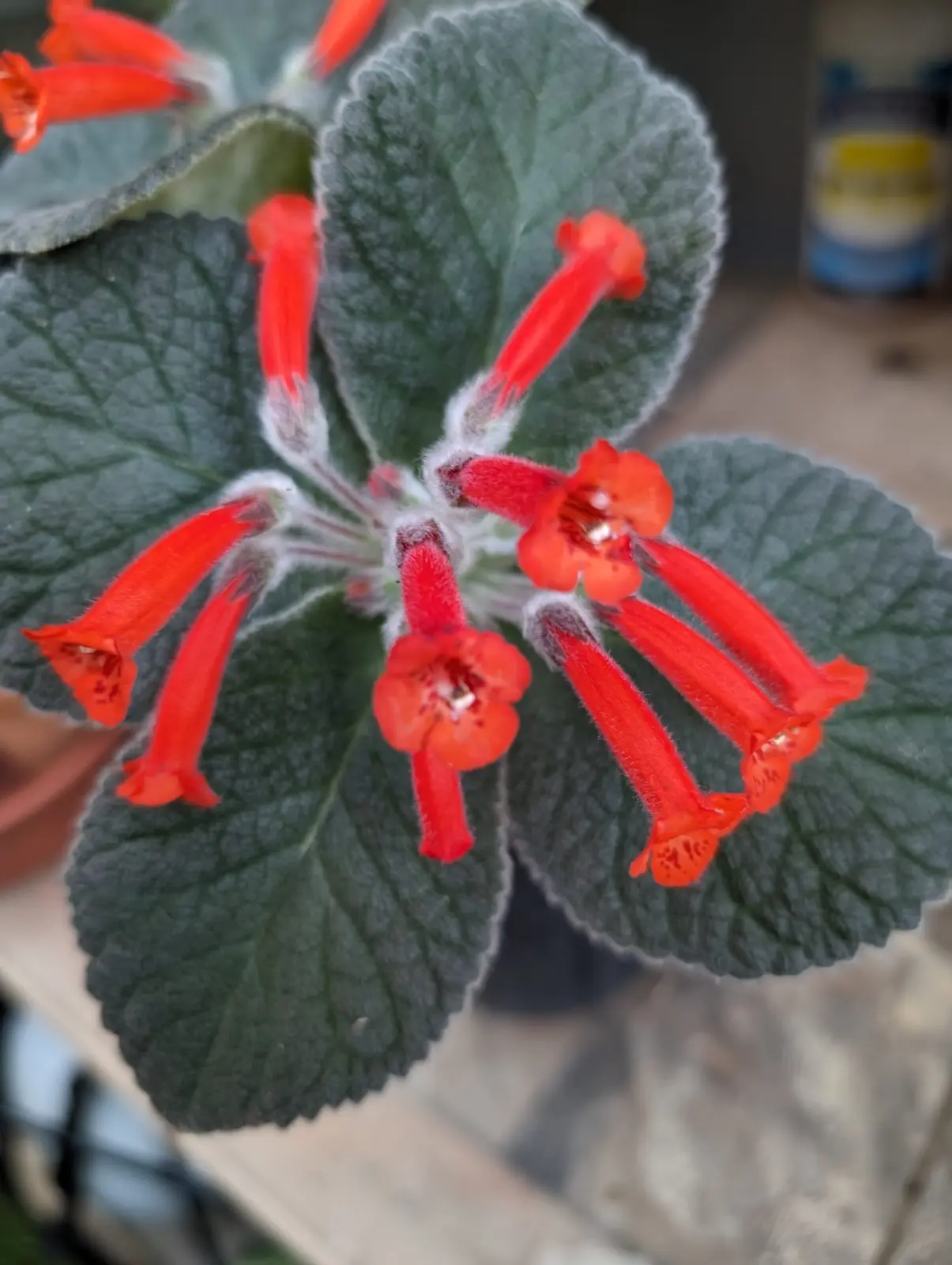 シンニンギア　カーディナリス