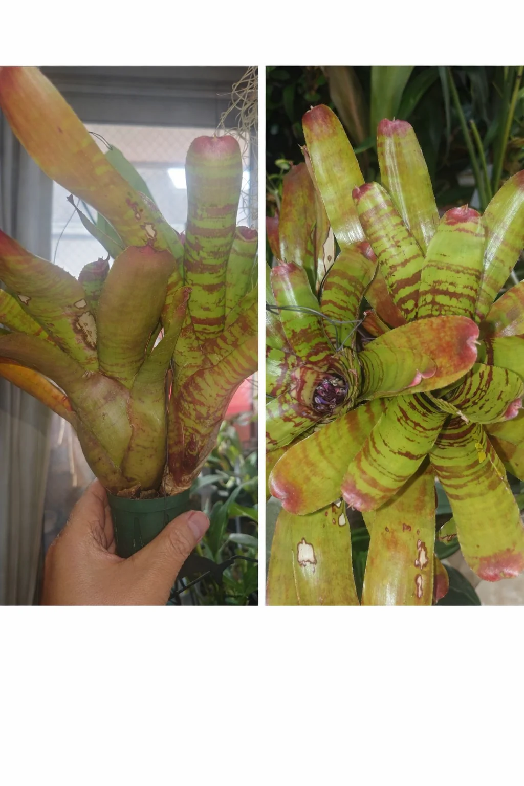 ネオレゲリア　フィッシュネット