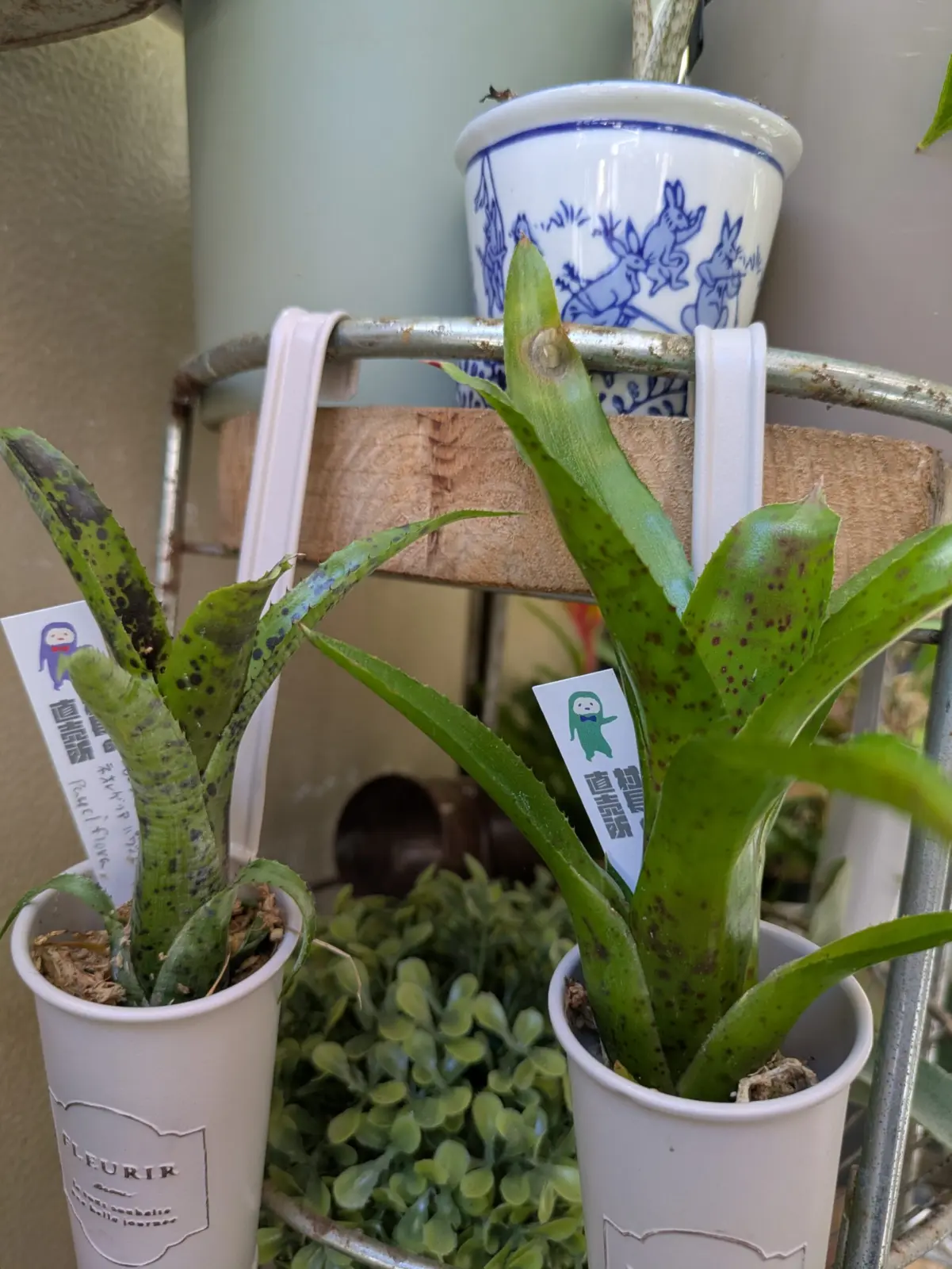 ネオレゲリア　パウシフローラとチアーズ