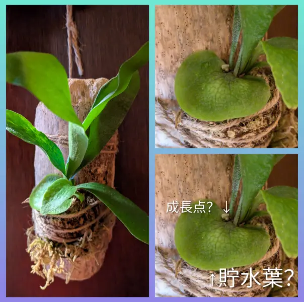 ビカクシダ ネザーランド