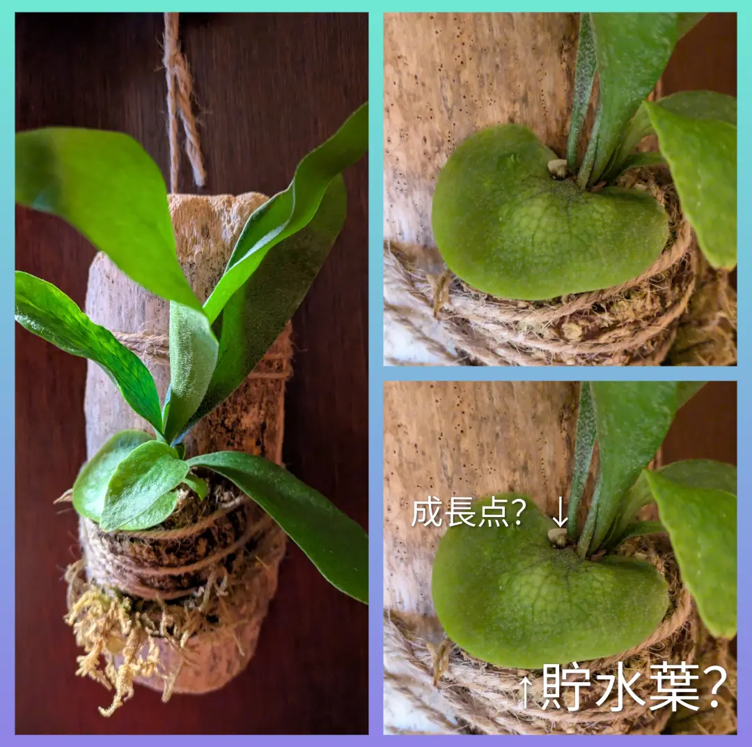 ビカクシダ ネザーランド