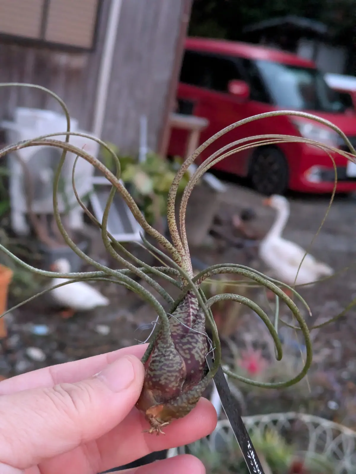 ティランジア ブッツィー