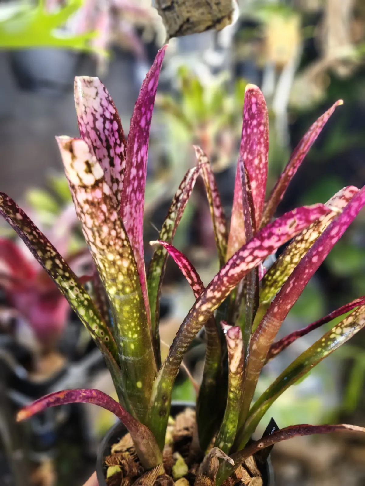 ビルベルギア　コーラン　クリスプ