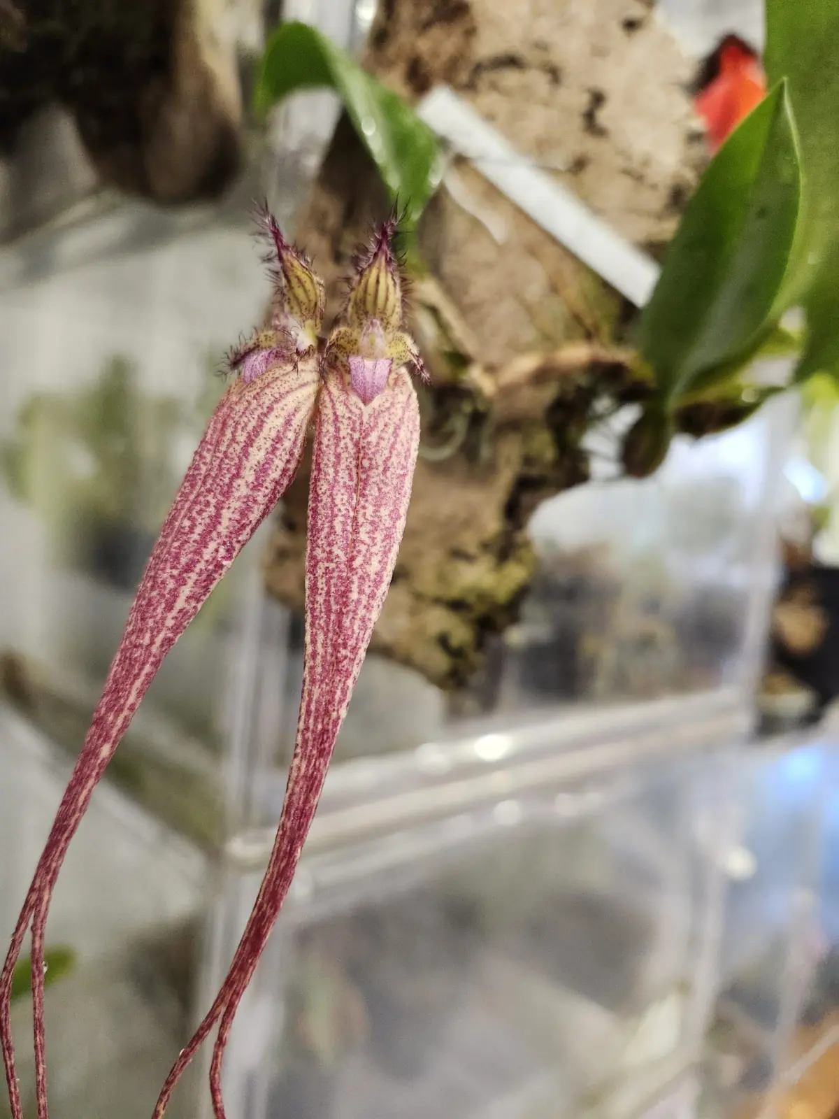 バルボフィラム　エリザベスアン