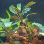 keppuのアバター