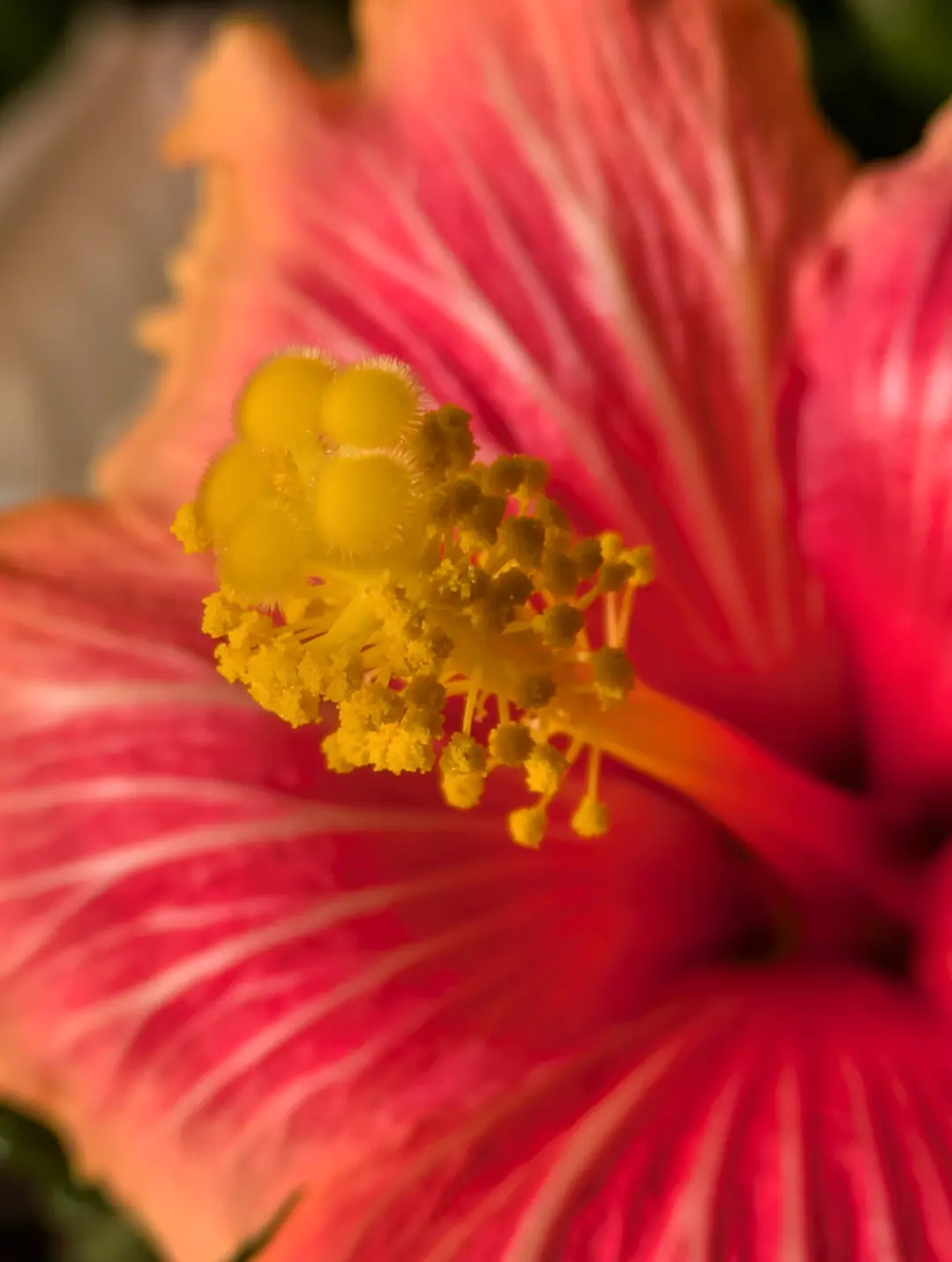 ハイビスカス🌺