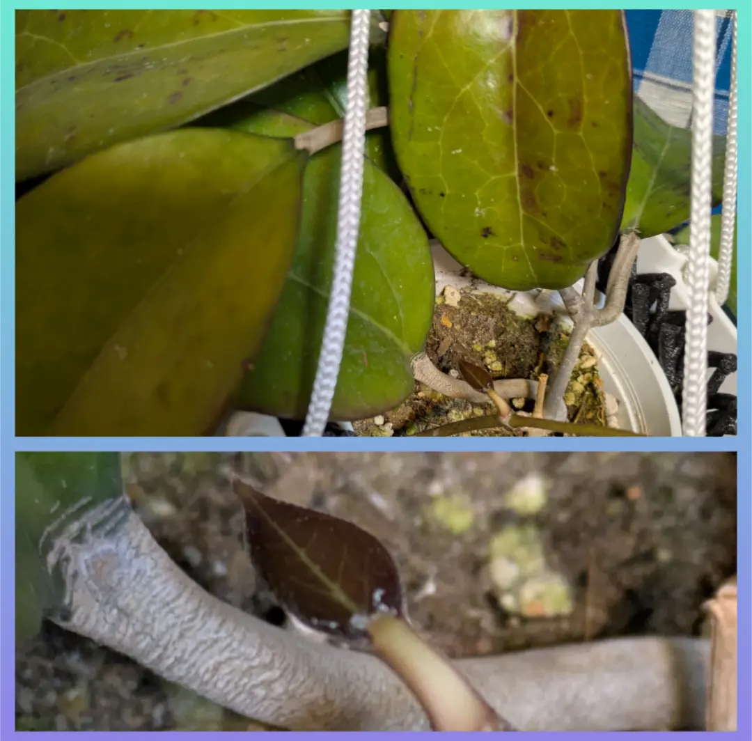 ホヤ aff. vitellina