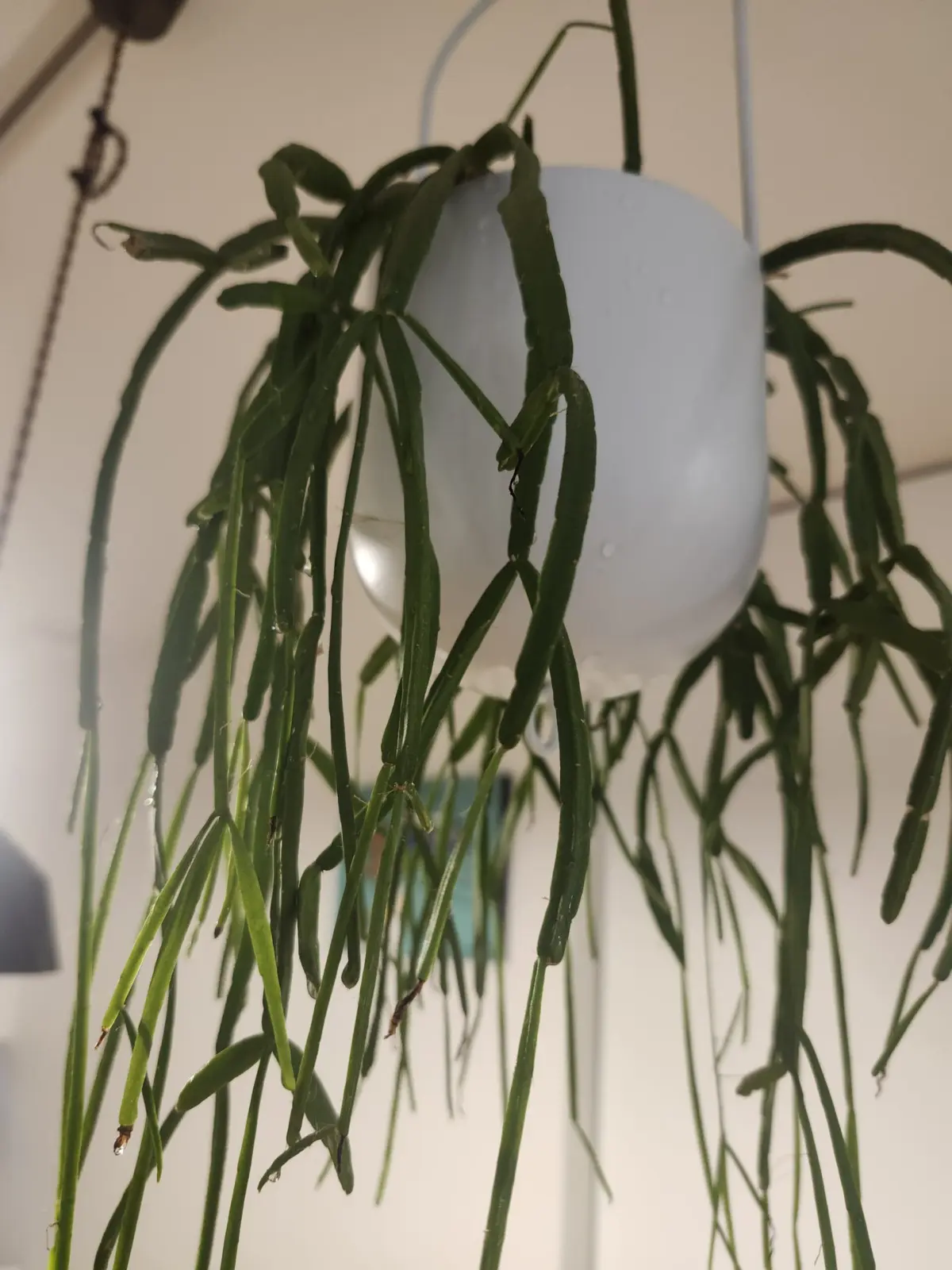 リプサリス キルベルギー