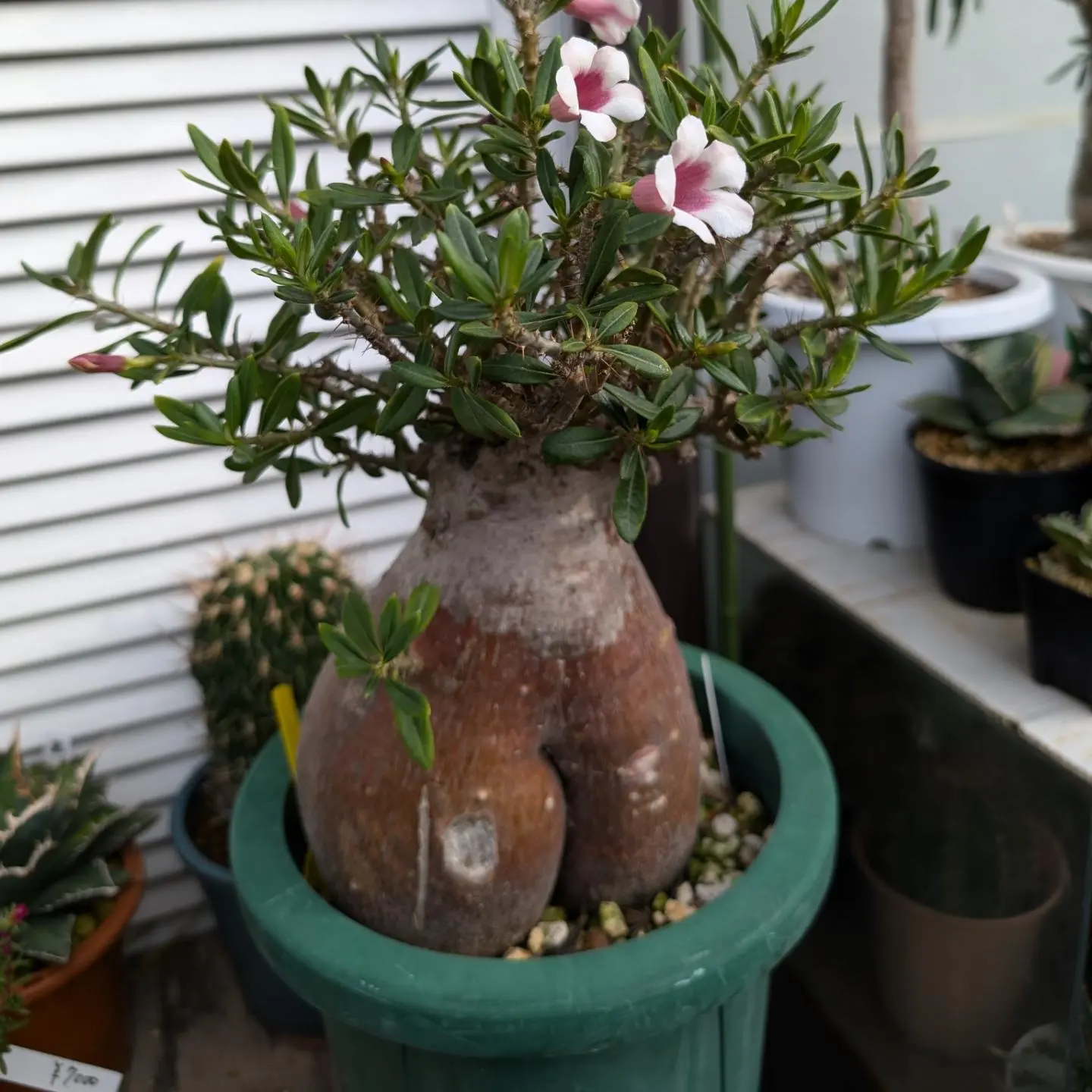 パキポディウム　ビスピノーサム