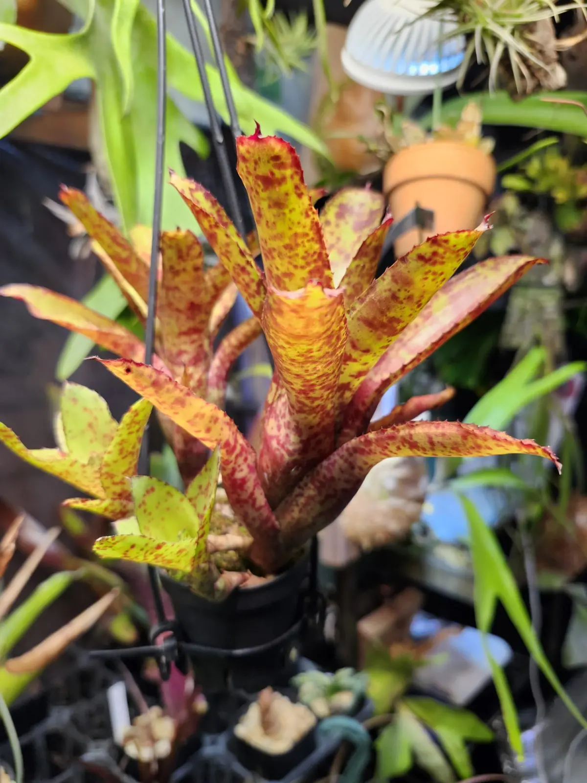 ネオレゲリア　オーストラリアンペッパー