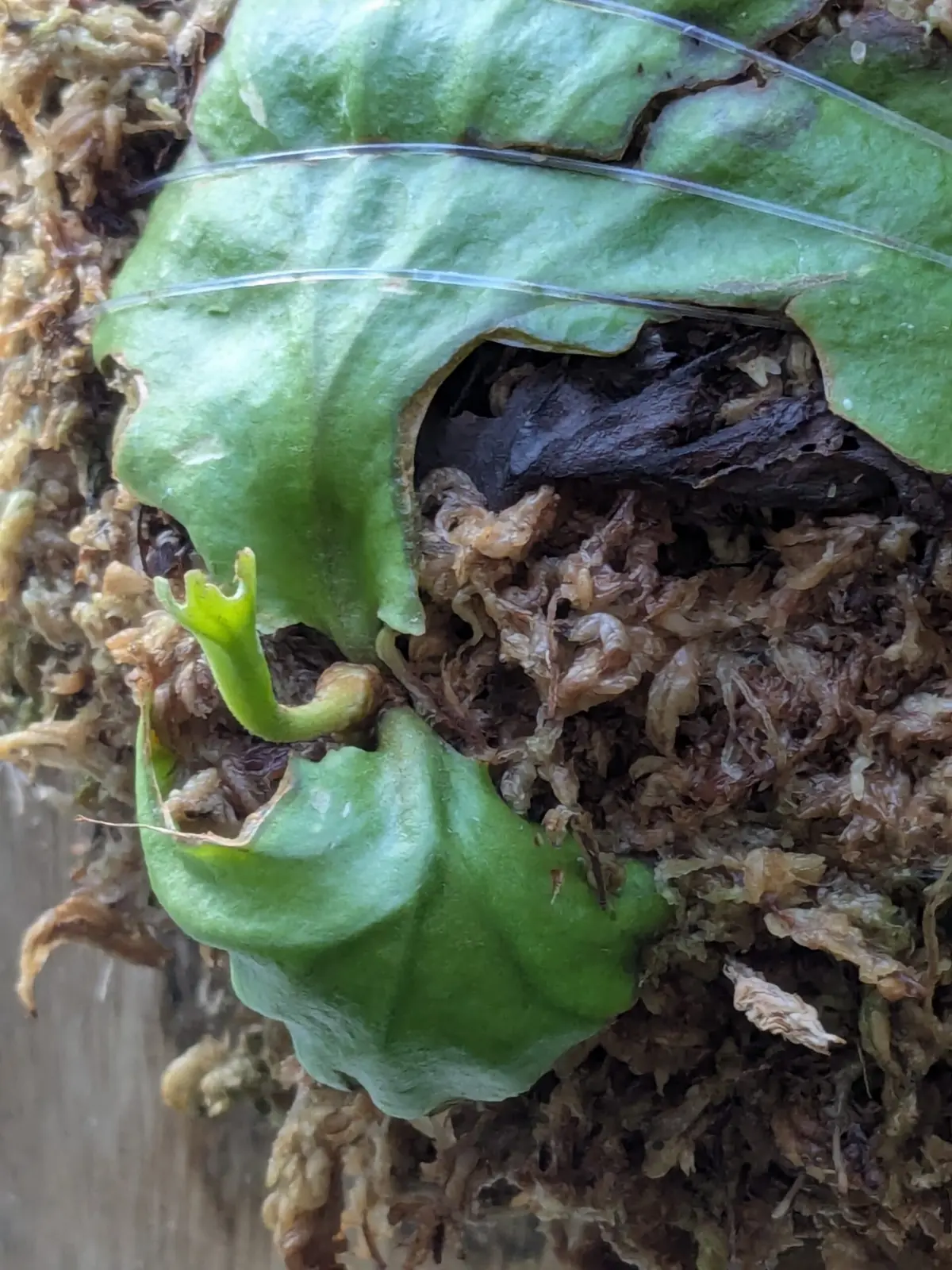 ビカクシダ　札なし