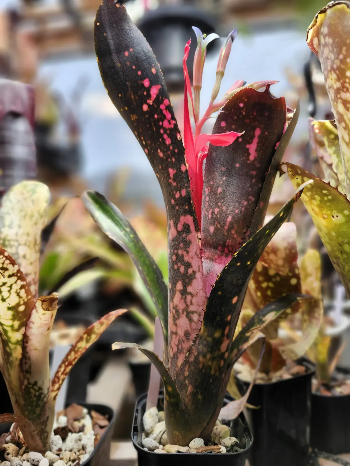 ビルベルギア　ブラックビューティー　開花