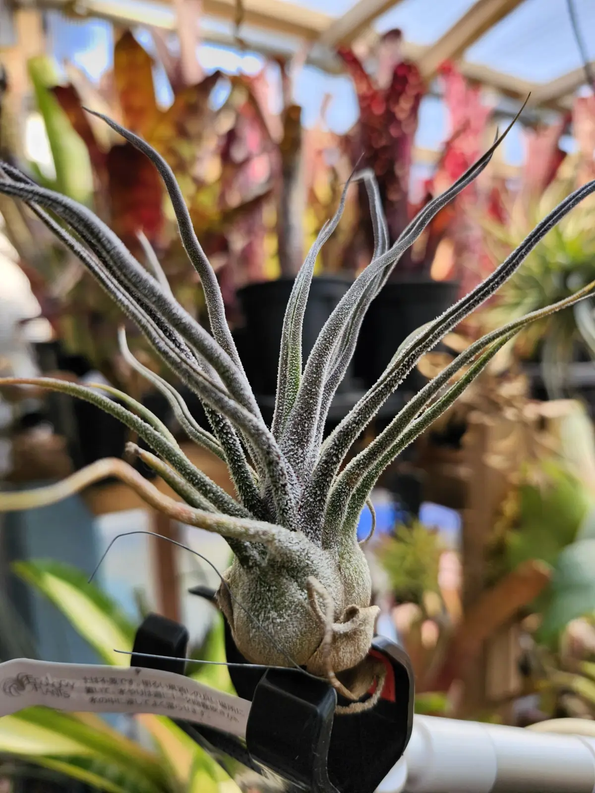 ティランジア　プルイノーサ　グアテマラ