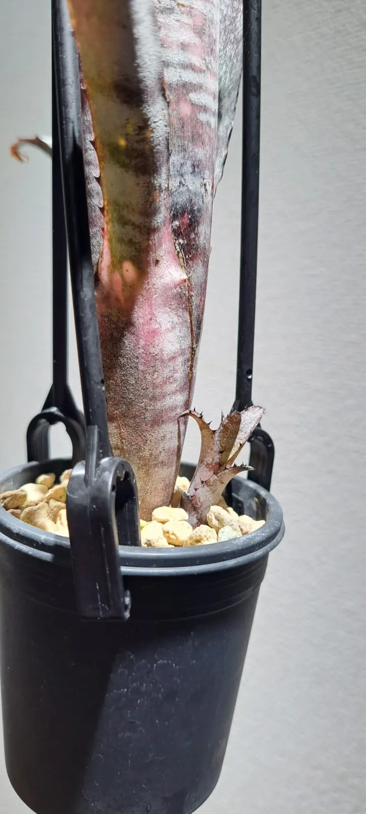 ビルベルギア パイプライン