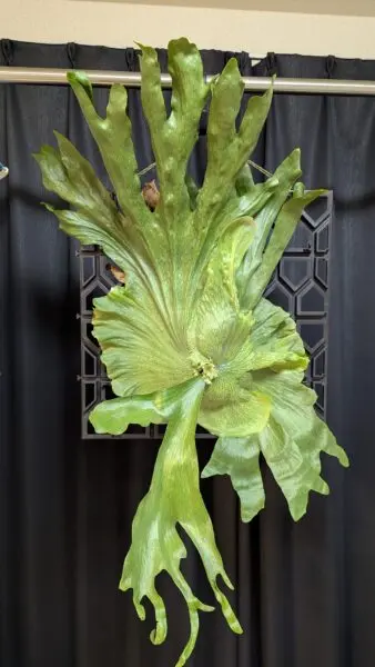 ビカクシダ ワンダエ Platycerium wandae