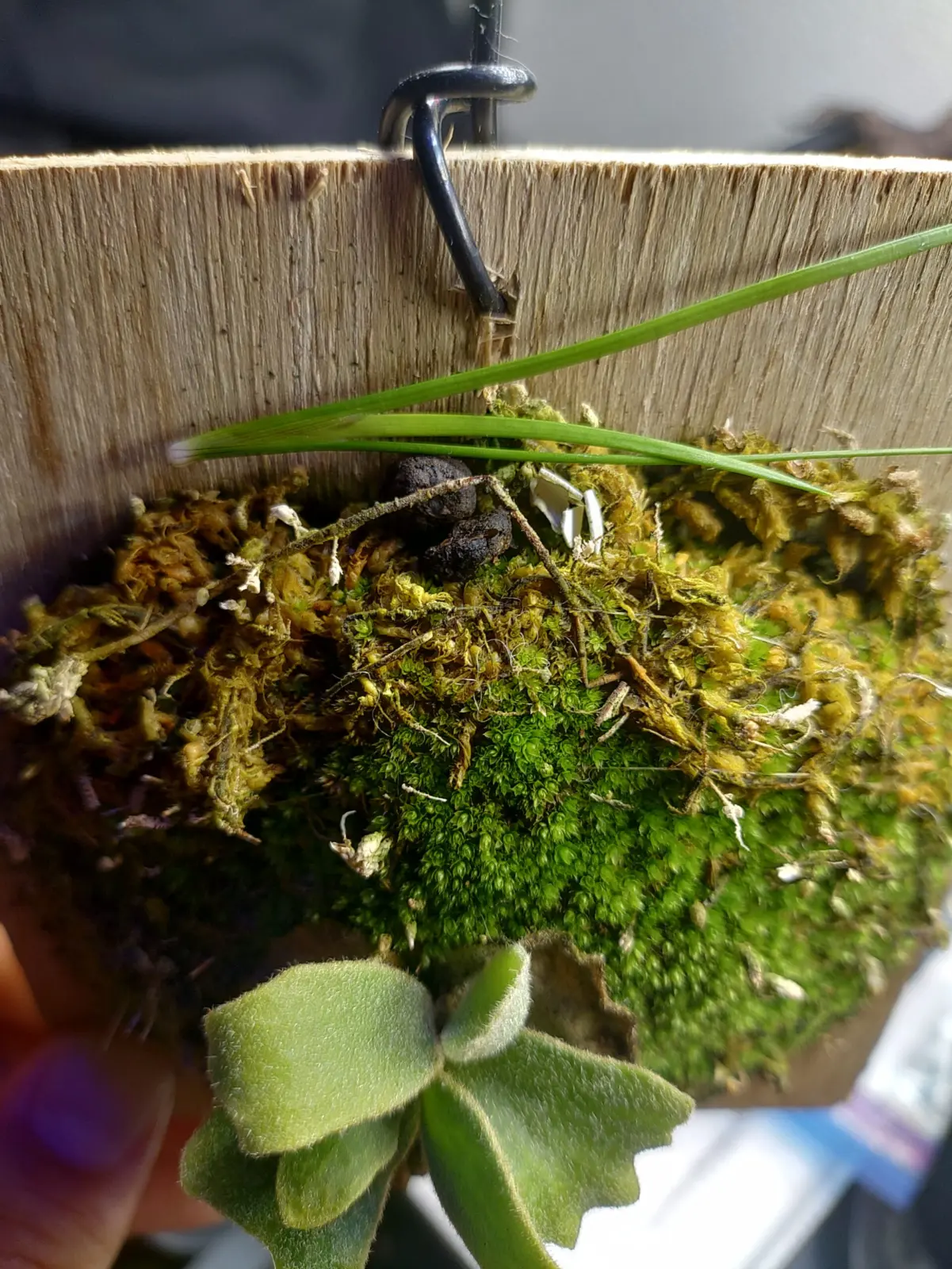 ビカクシダ　雑草