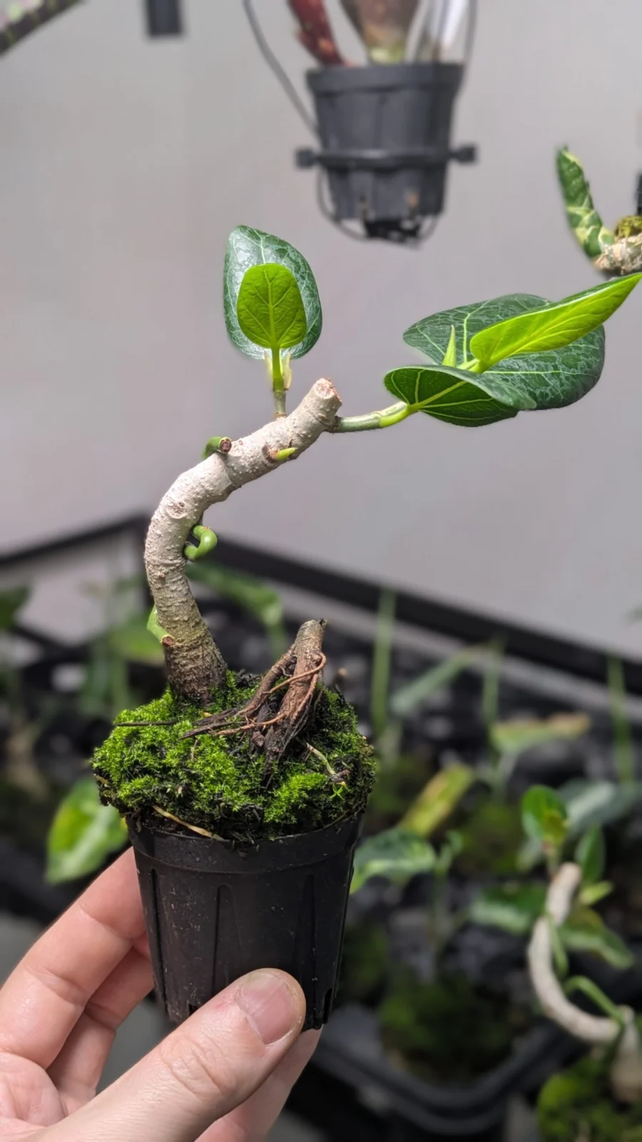 フィカス ベンガレンシス