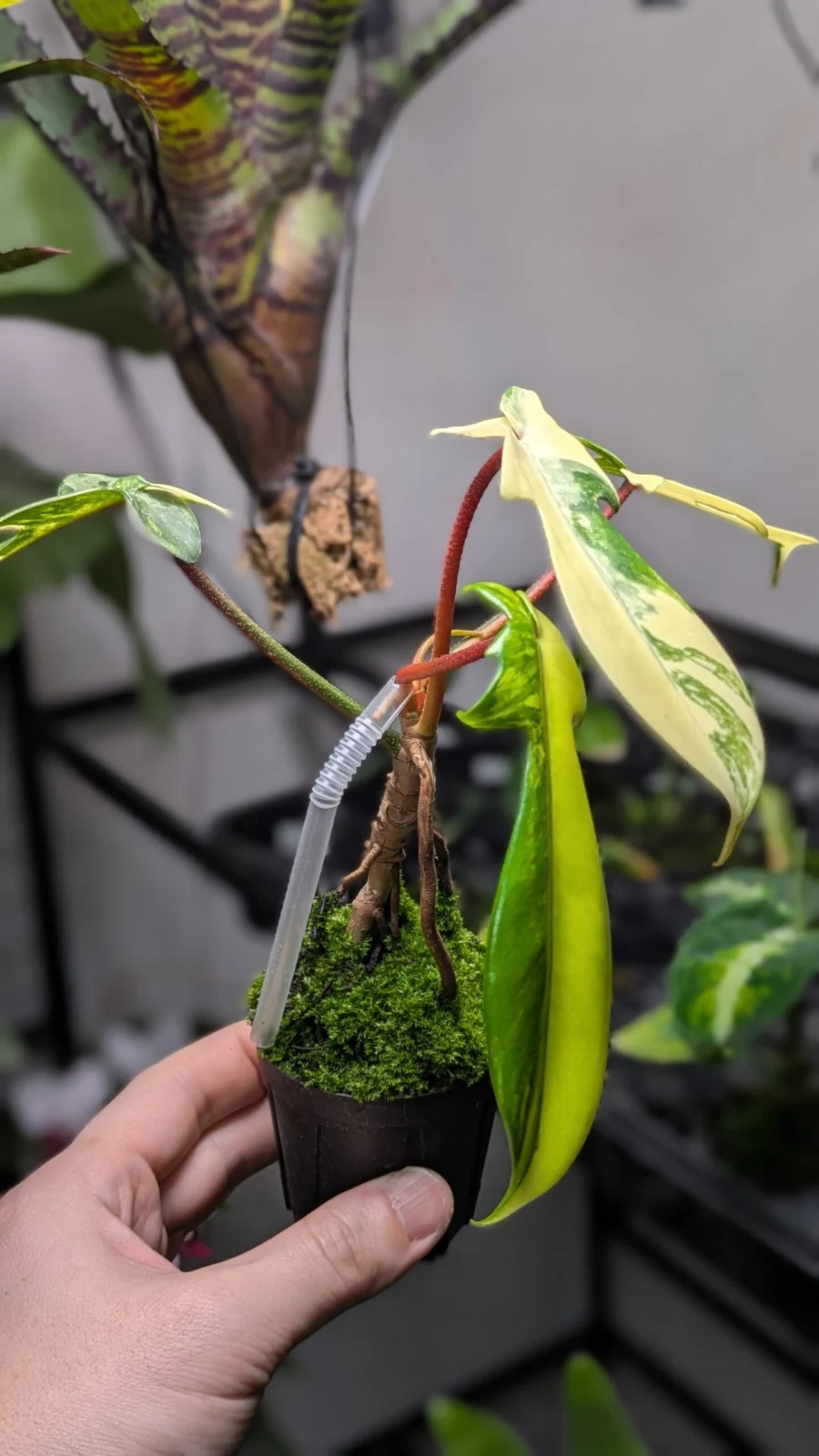 フィロデンドロン フロリダビューティー