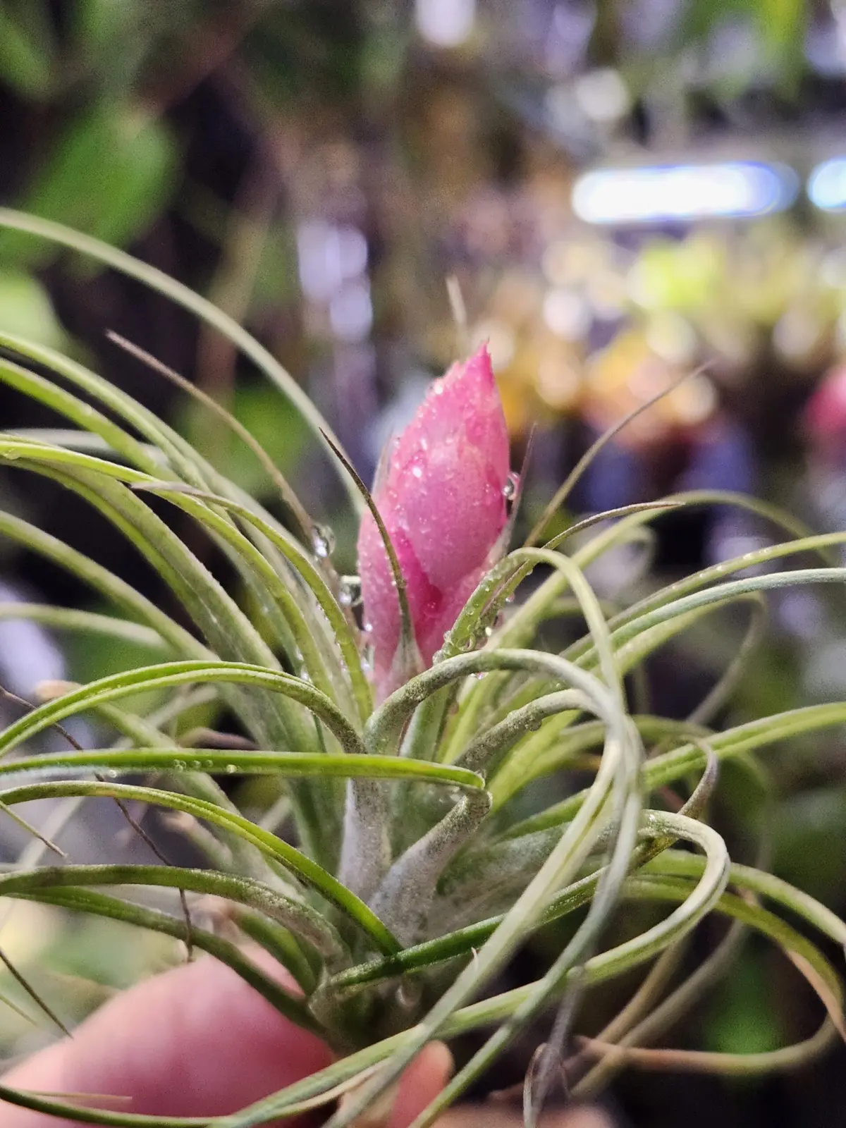 ティランジア ストリクタ 100均