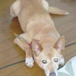 Sabaのアバター