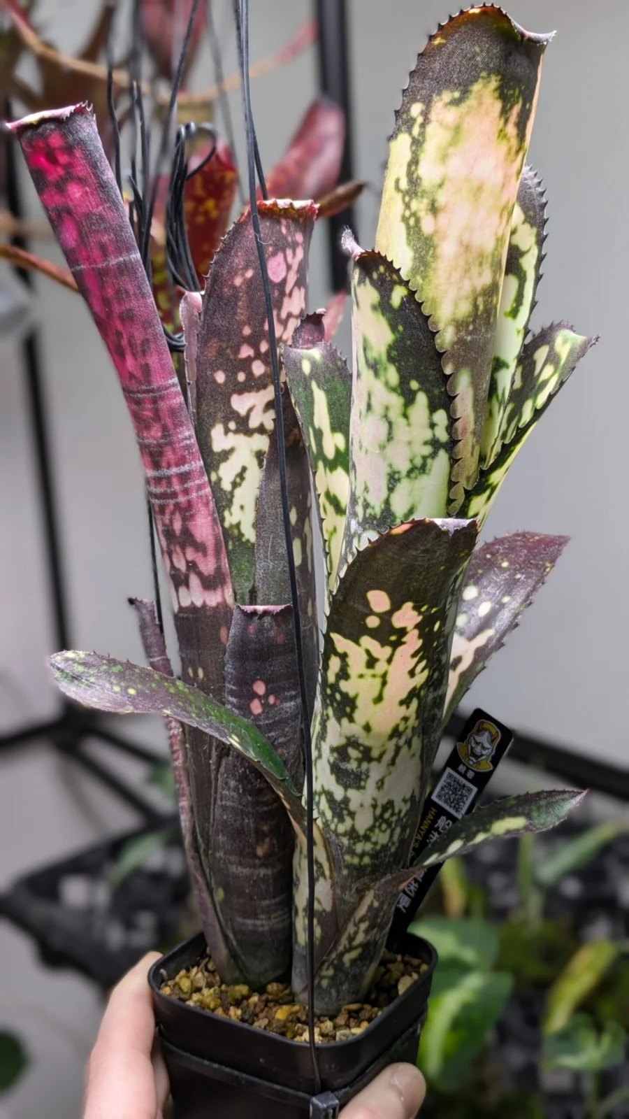 ビルベルギア ミッドナイトサン