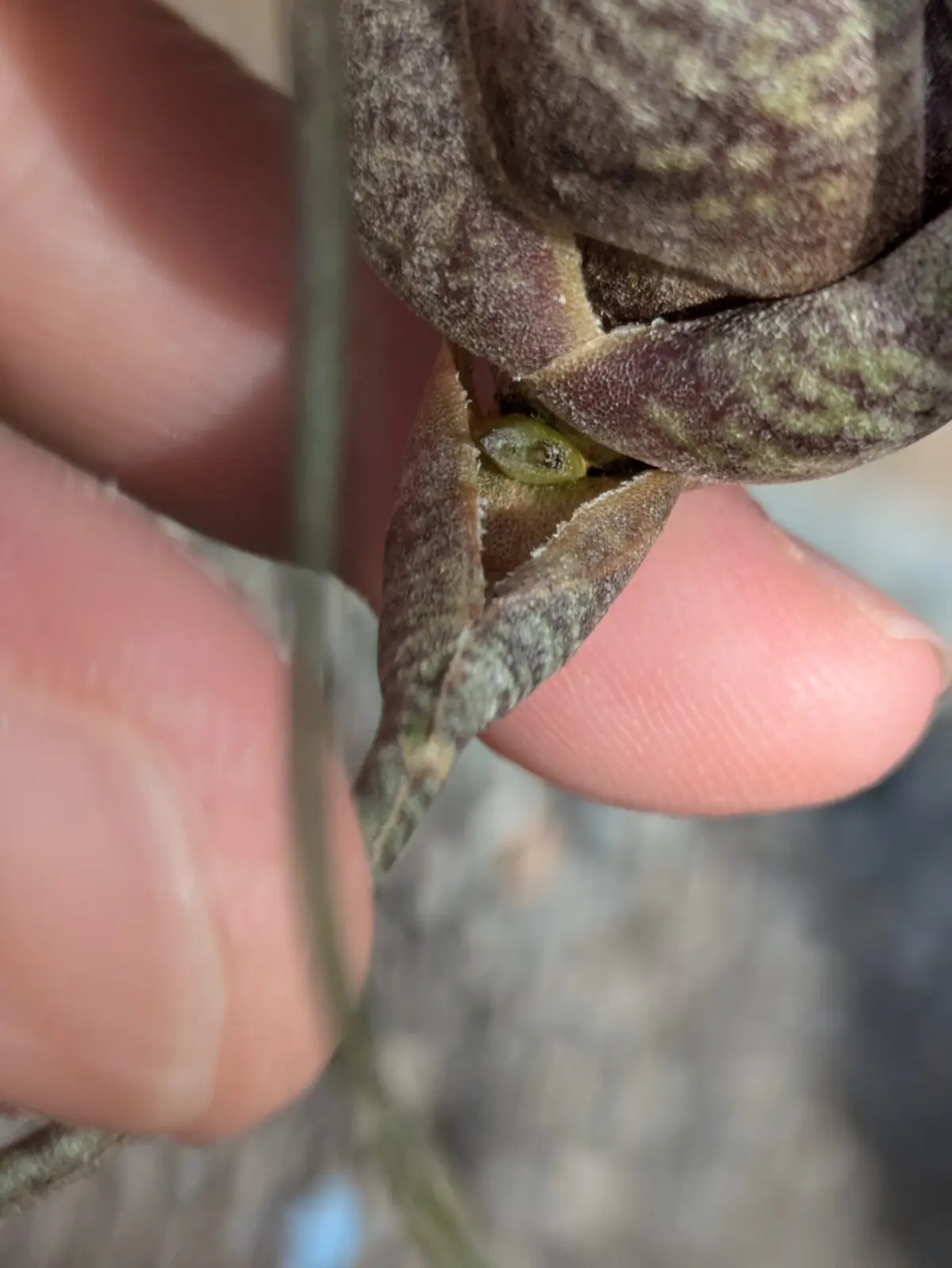 ティランジア　ブッツィー