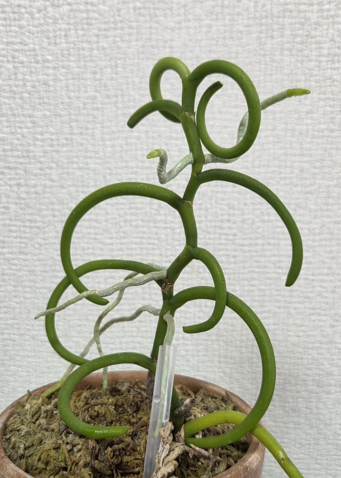 オリンピックリング　パルテノン　仕立て逆走②