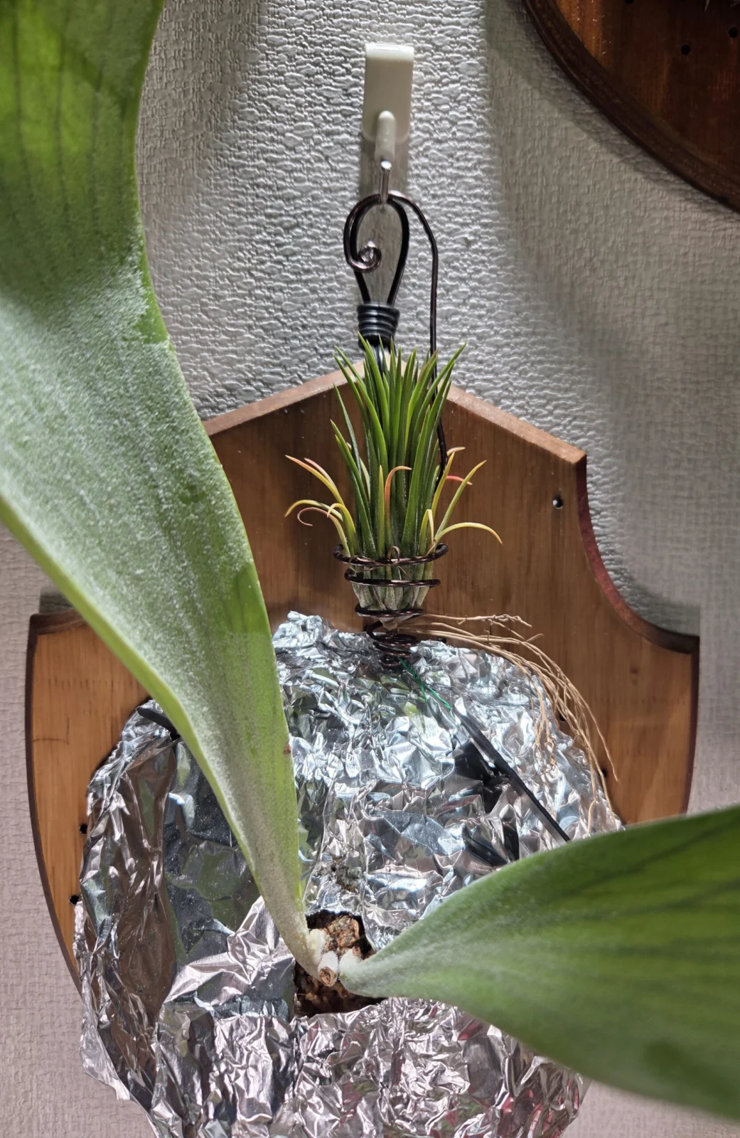 ティランジア　イオナンタフエゴ　キクエ