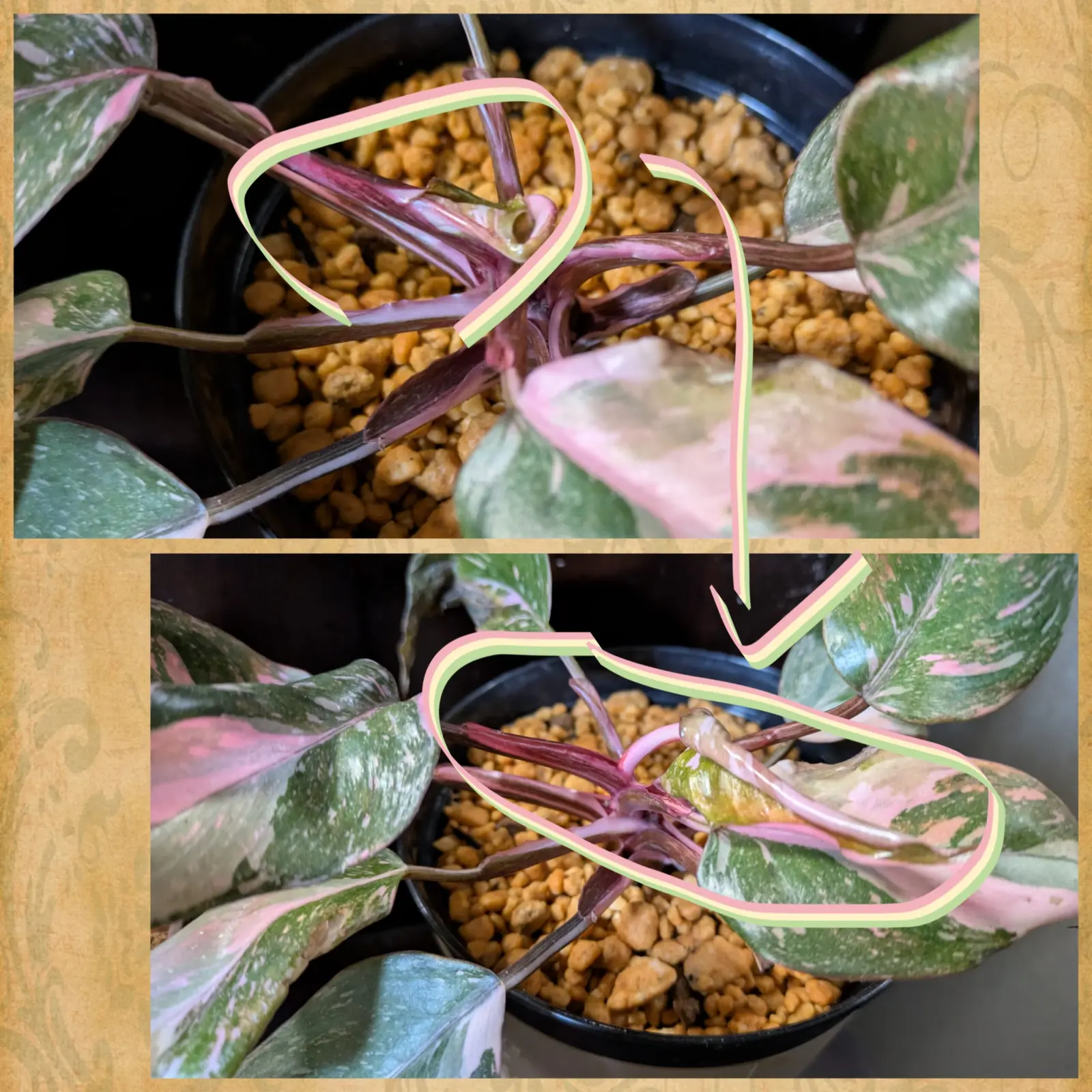 フィロデンドロン　ピンクプリンセスギャラクシー