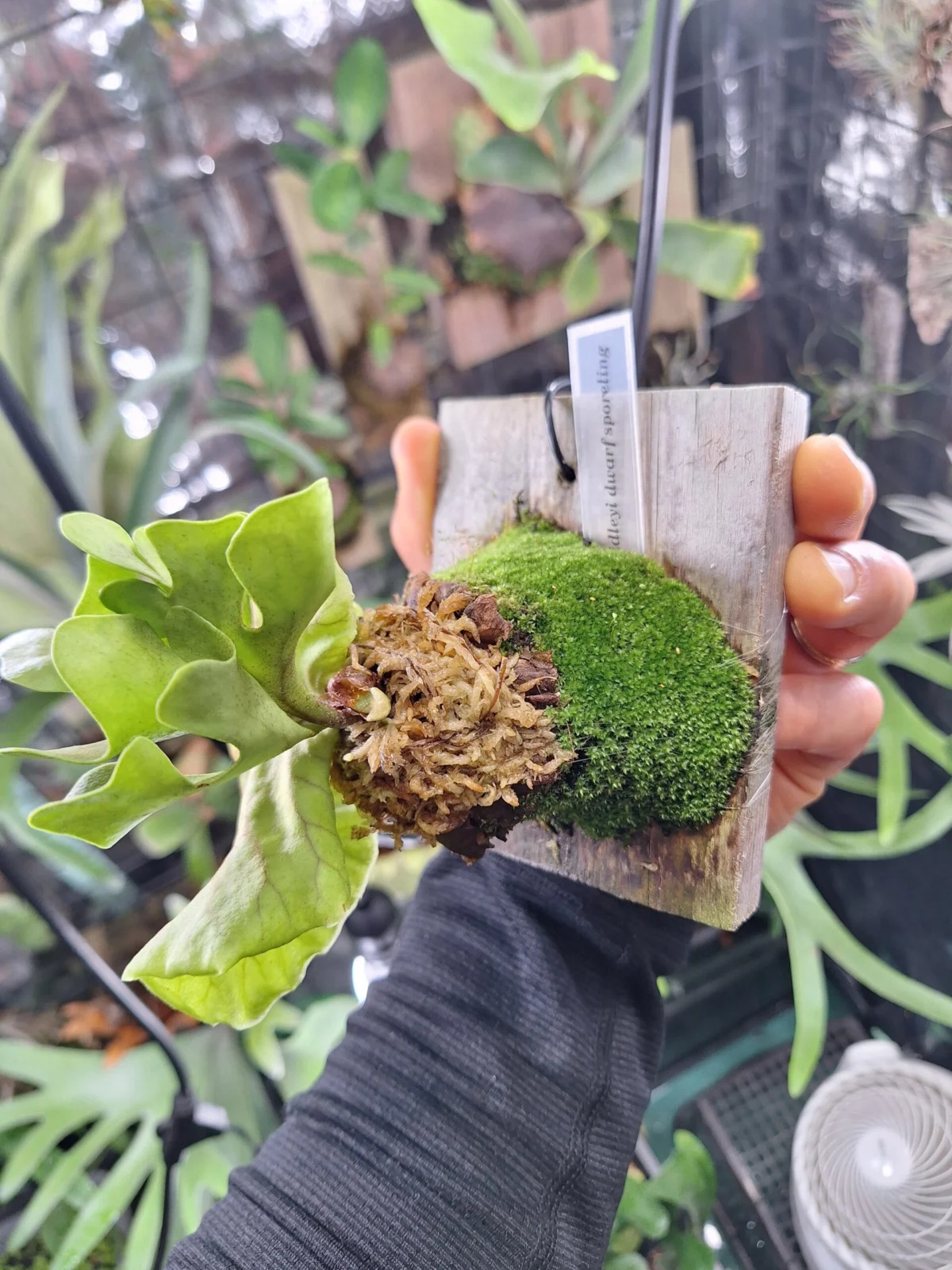 ビカクシダ/リドレイドワーフのスポア