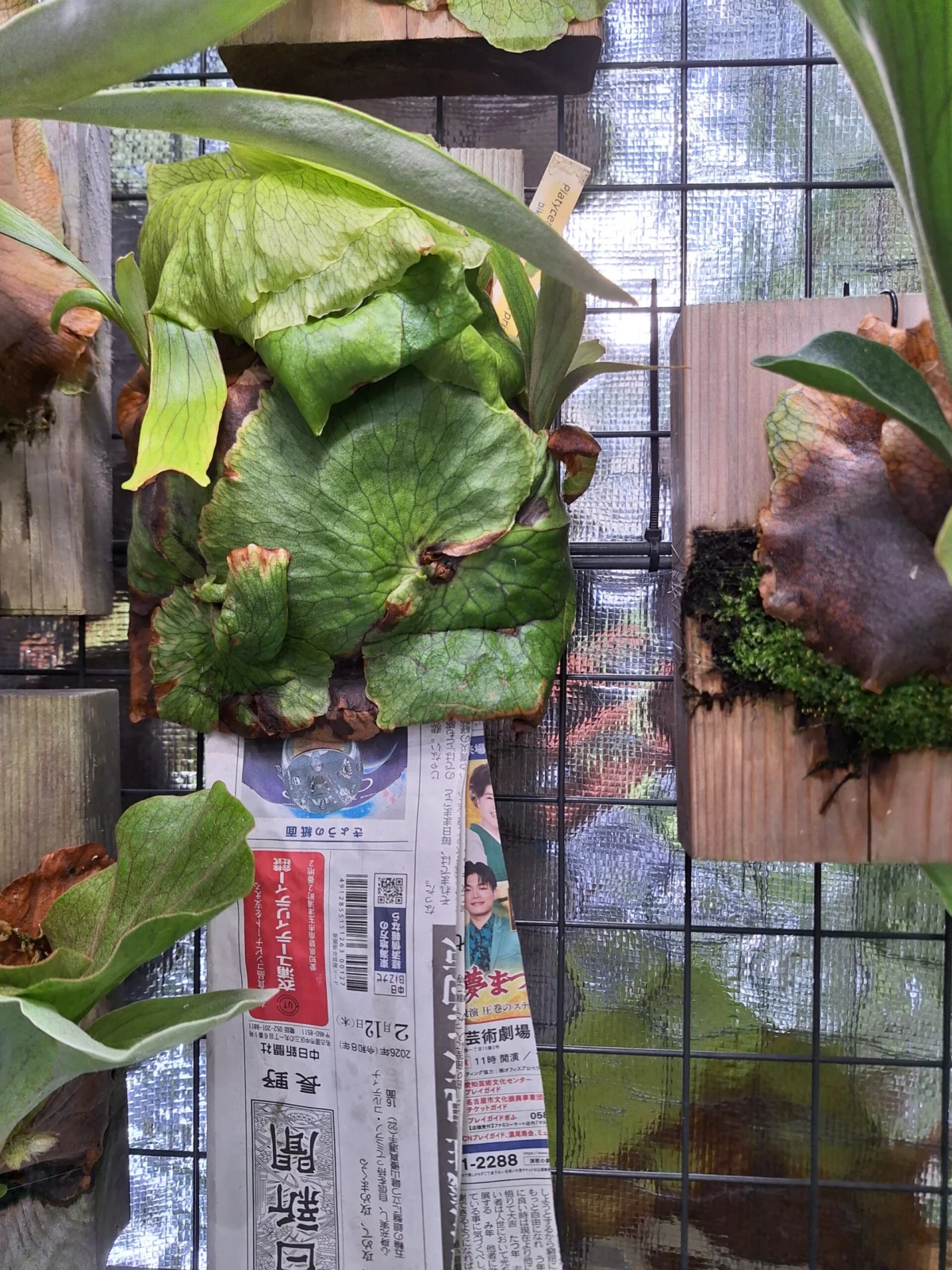 ビカクシダ ホーンズサプライズ